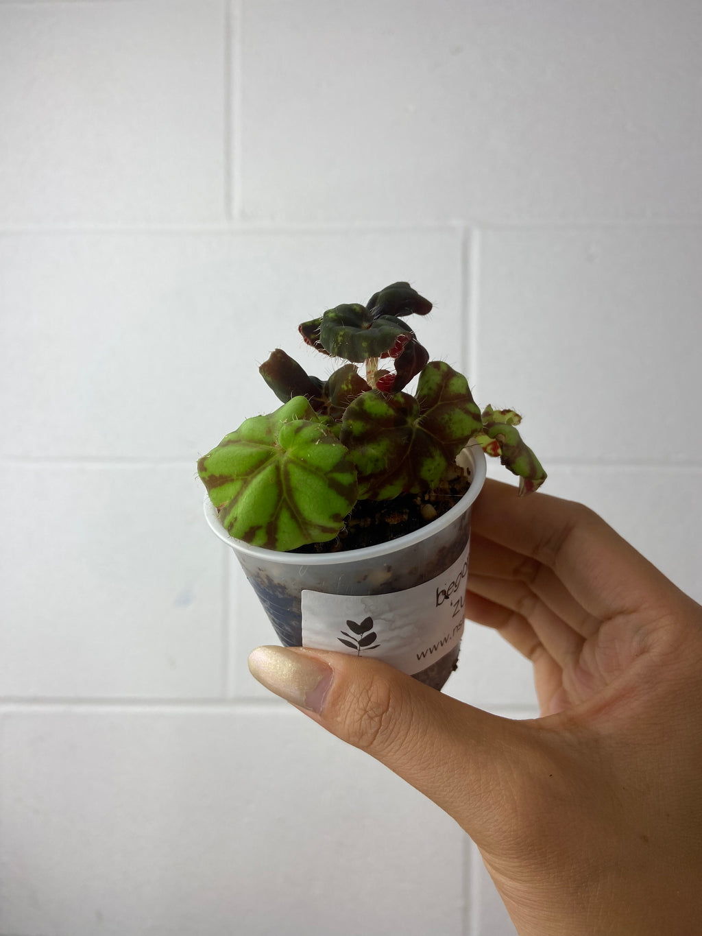 B1-5134- begonia Rex ‘zumba’