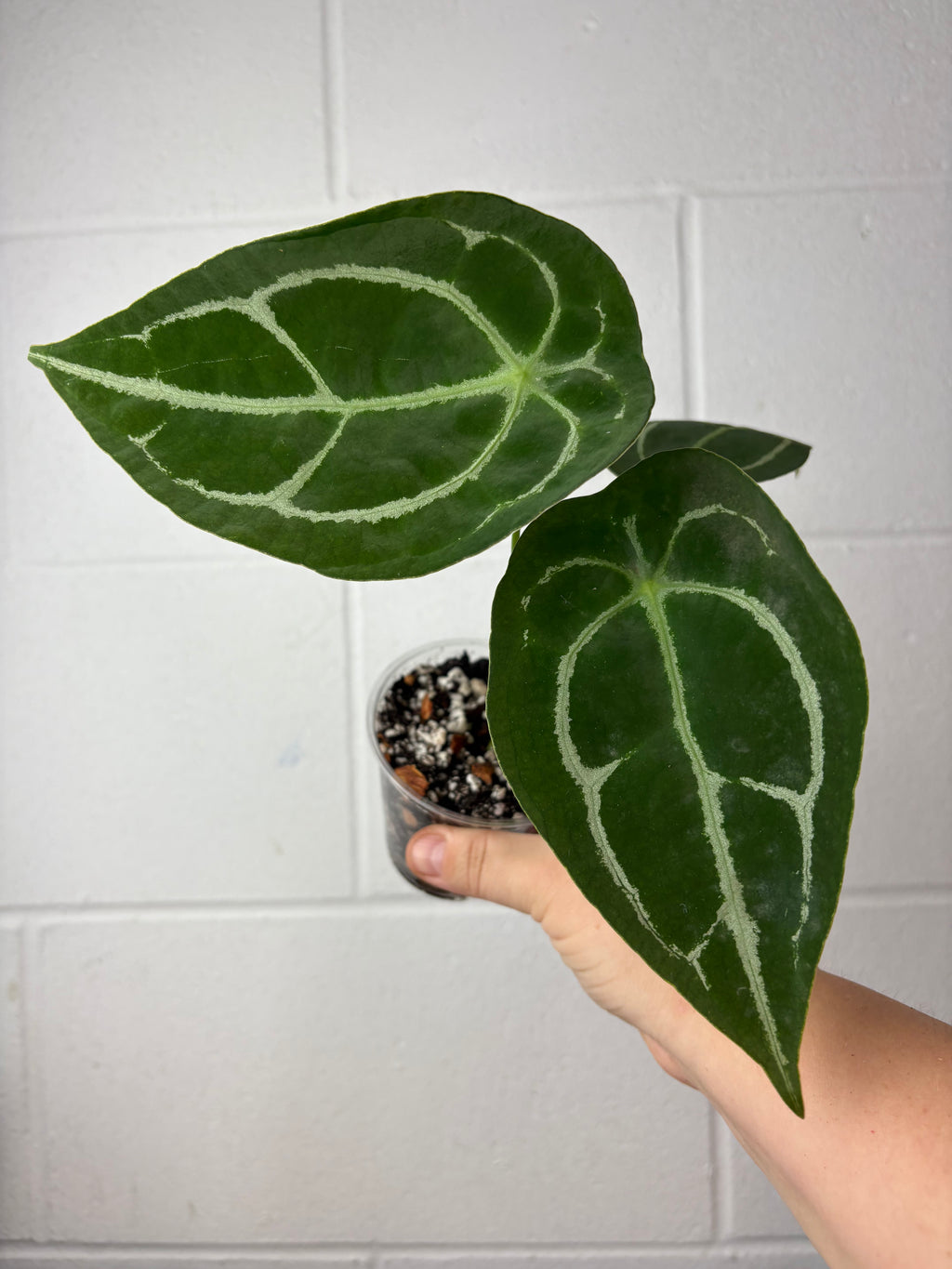 B57-1212- anthurium forgetii