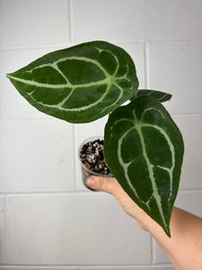 B57-1212- anthurium forgetii