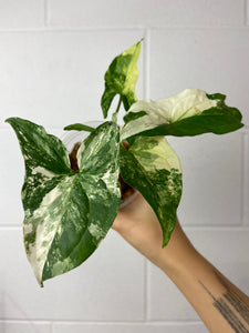 B86-3996- Syngonium albo