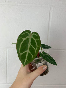 B36-2598- anthurium Crystal hope x (red Crystal x aos)