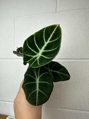 B19-6026-alocasia black velvet