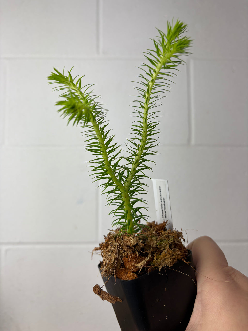 B80-C48- huperzia squarrosa ‘new guinea’