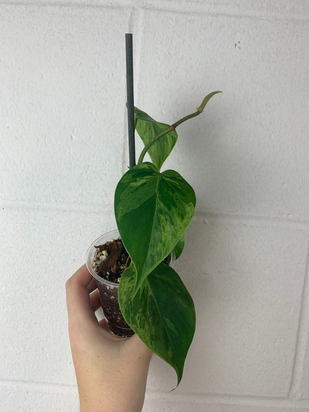 B29-4170- philodendron hederaceum variegated - top cut