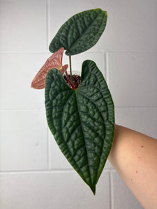 B63-1339- anthurium luxurians