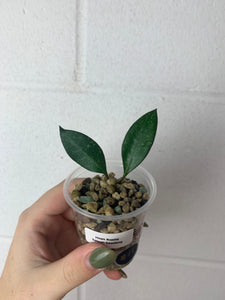 B29- G7- Hoya rosita splash seedling