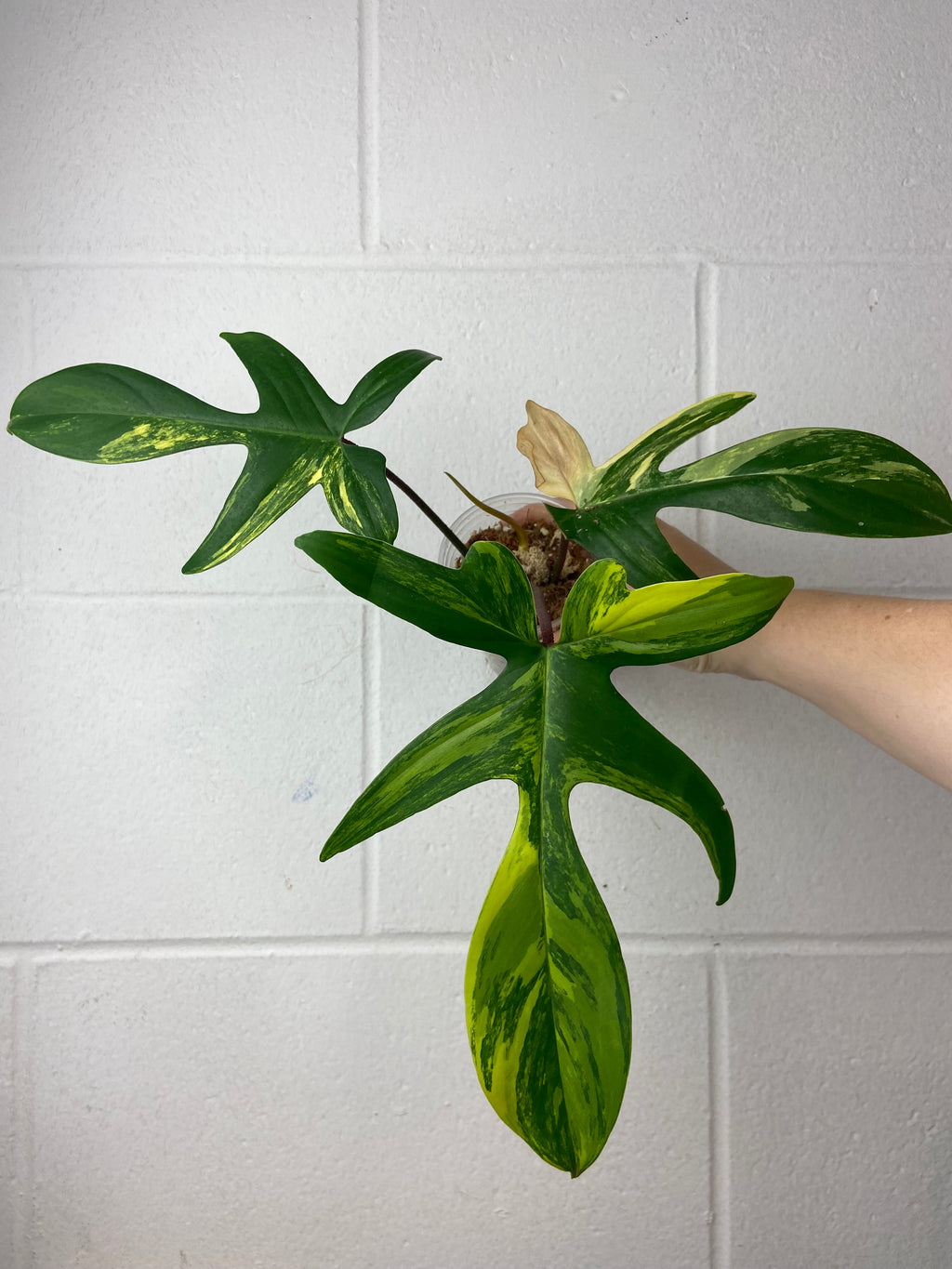 B3-9280- philodendron Florida beauty