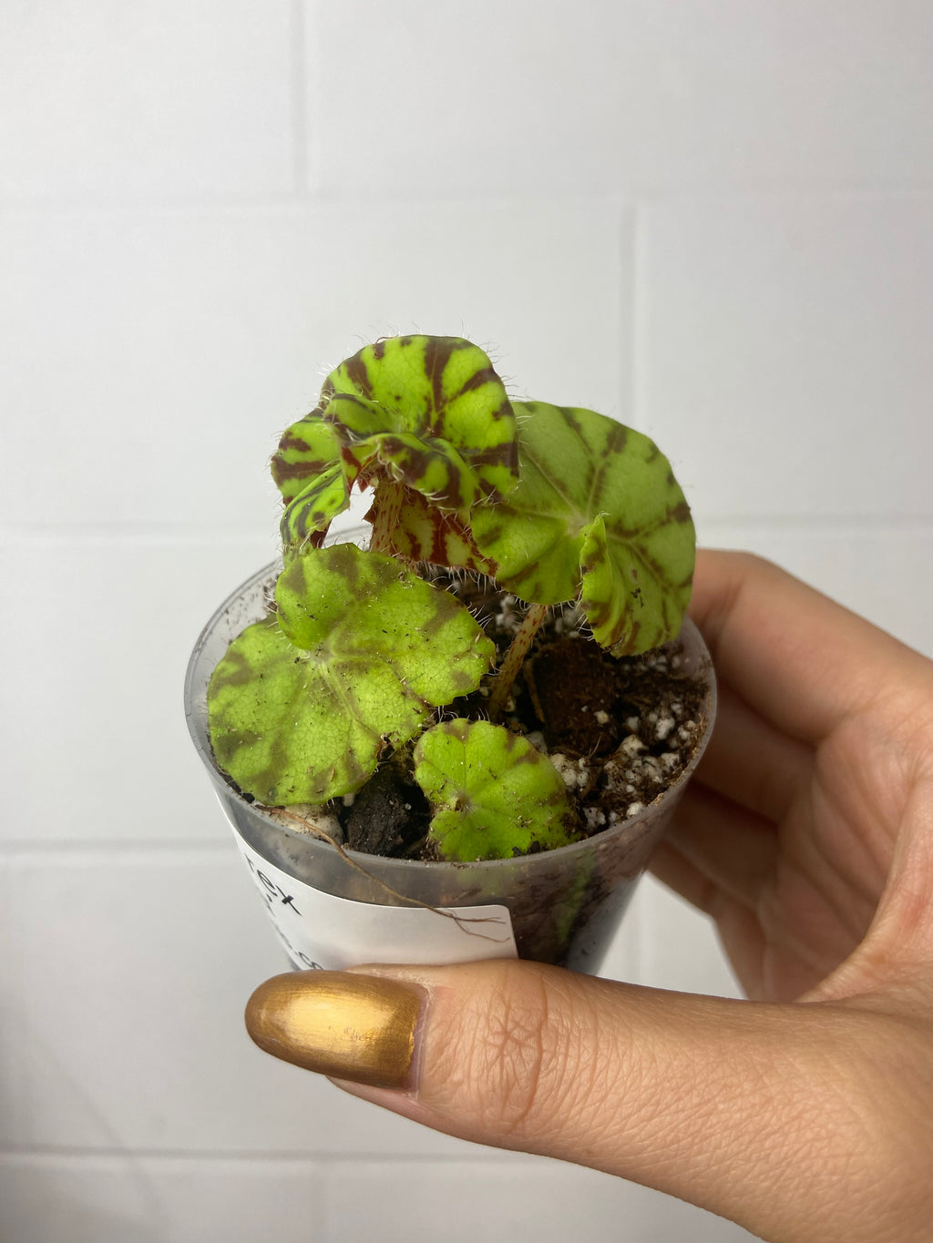 B17-5008- begonia Rex ‘Zumba’