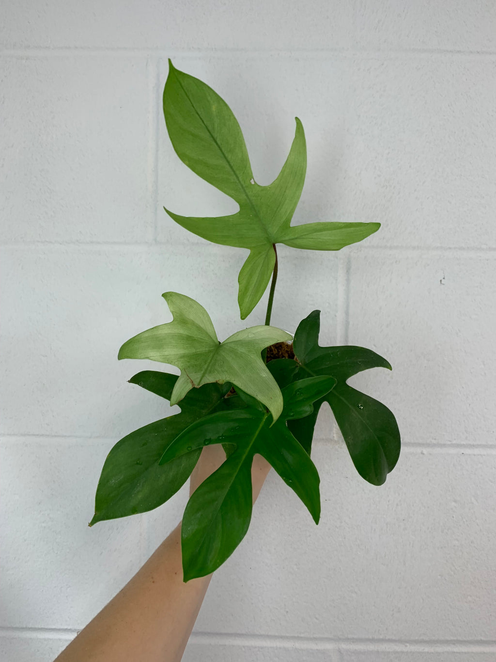 B80- 3930- philodendron Florida ghost