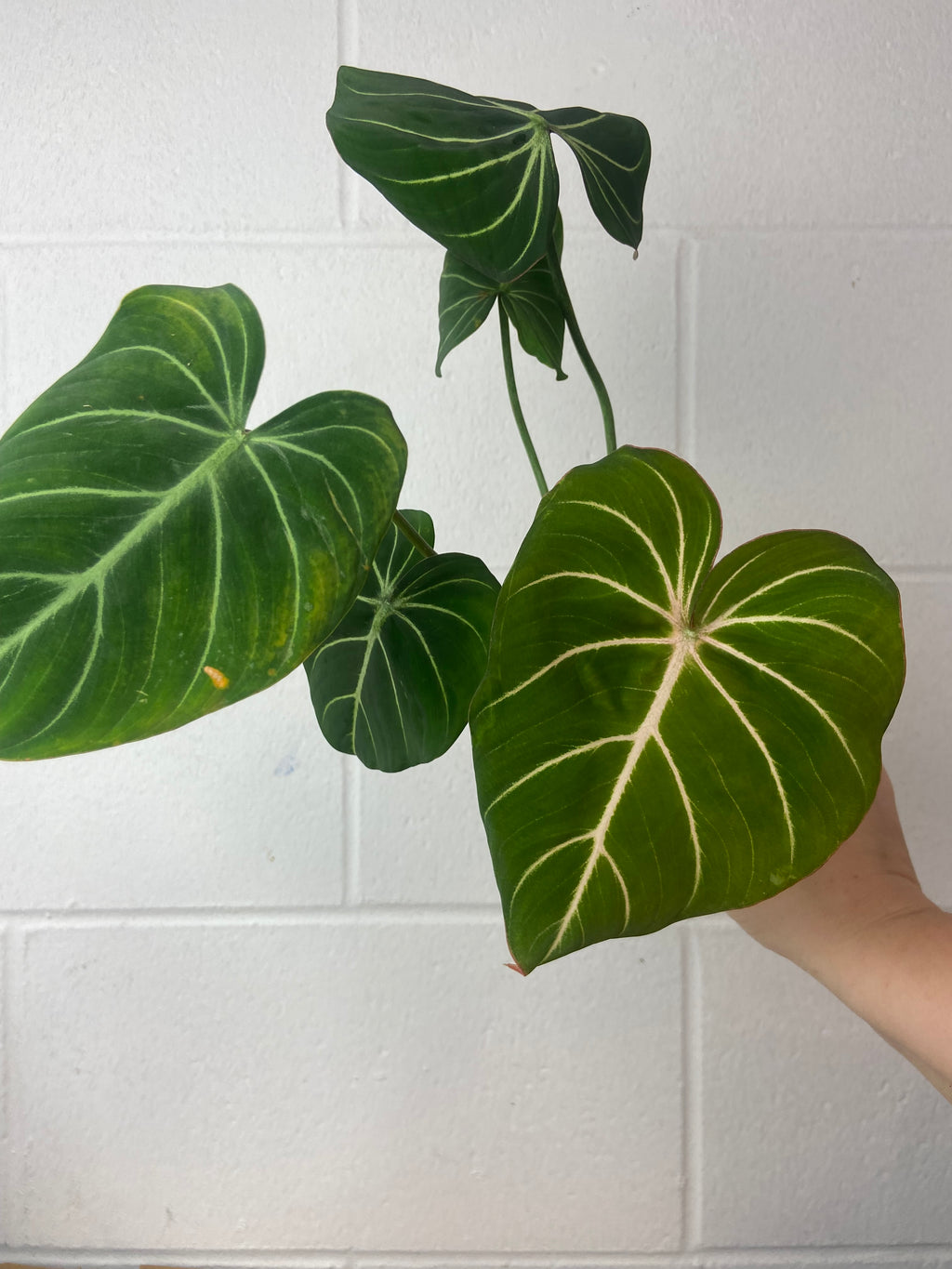 B8-9398- philodendron Gloriosum silver