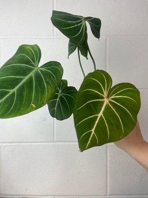 B8-9398- philodendron Gloriosum silver