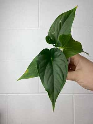 B82-6608- anthurium tiwintza velvet