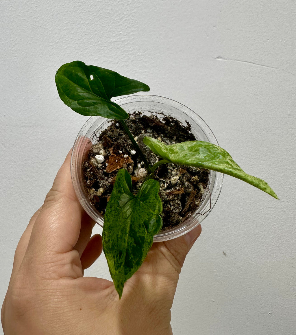 B69-3802-Syngonium mojito