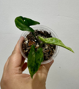 B69-3802-Syngonium mojito