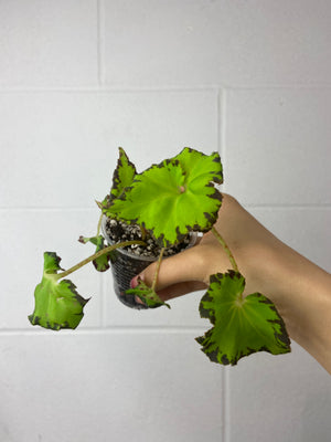 B53-6237- begonia Rex ‘limeaid’
