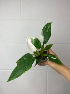 B55-6286- philodendron white wizard