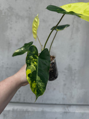 Philodendron burle marx variegated -199 (B16)