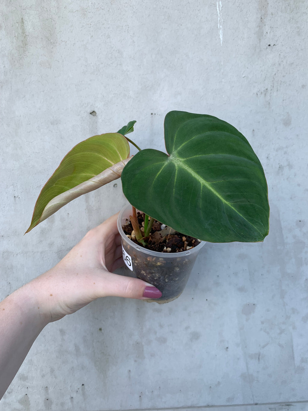 Philodendron gloriosum - 0366 (B38)