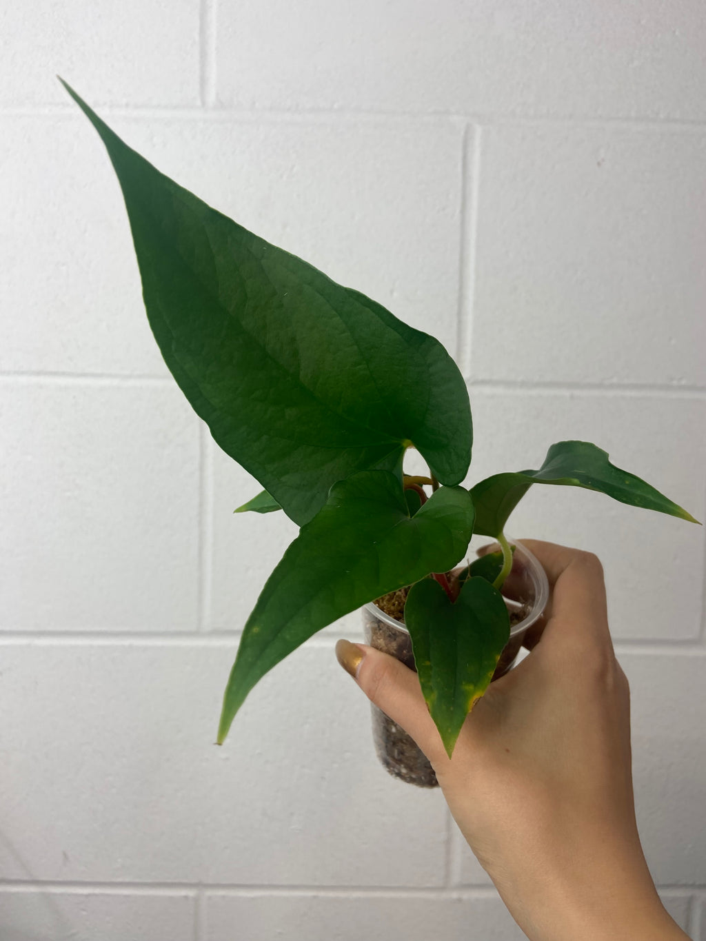 B23-0790-anthurium sp tiwintza velvet