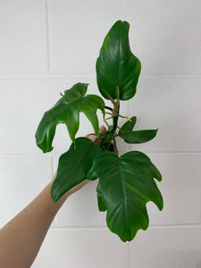 B06-3917- Philodendron mayoi