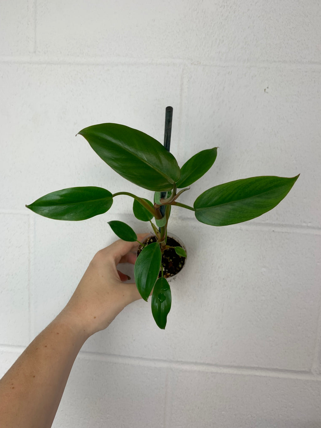 B79- 3901- philodendron mexicanum