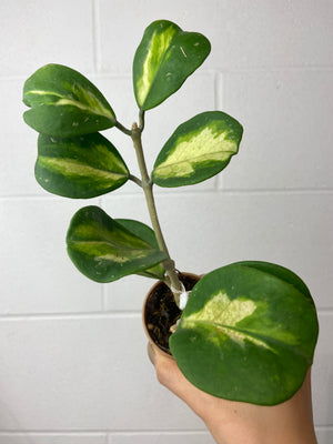 B77-0856-Hoya Obovata variegated