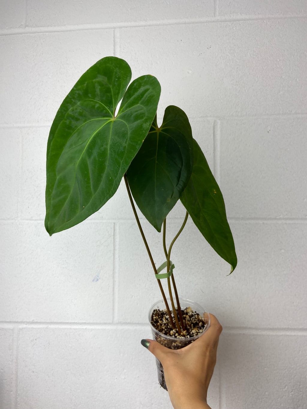 B88-9073- anthurium BVIT