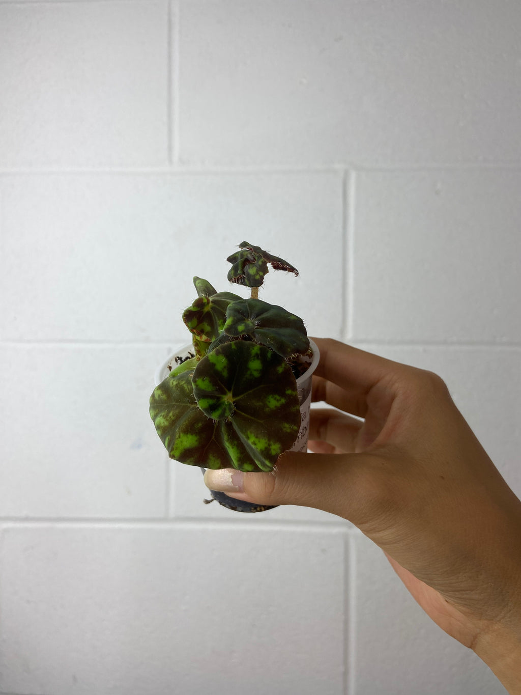 B1-5142- begonia Rex ‘zumba’