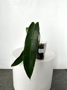 Philodendron spiritus sancti - 176 (12)