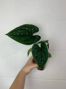 B77-3611- anthurium luxurians