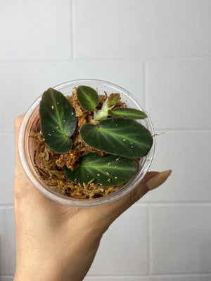 B16-J18- begonia thelmae