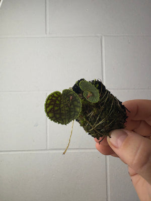 B62-1318- lepanthes tentaculata