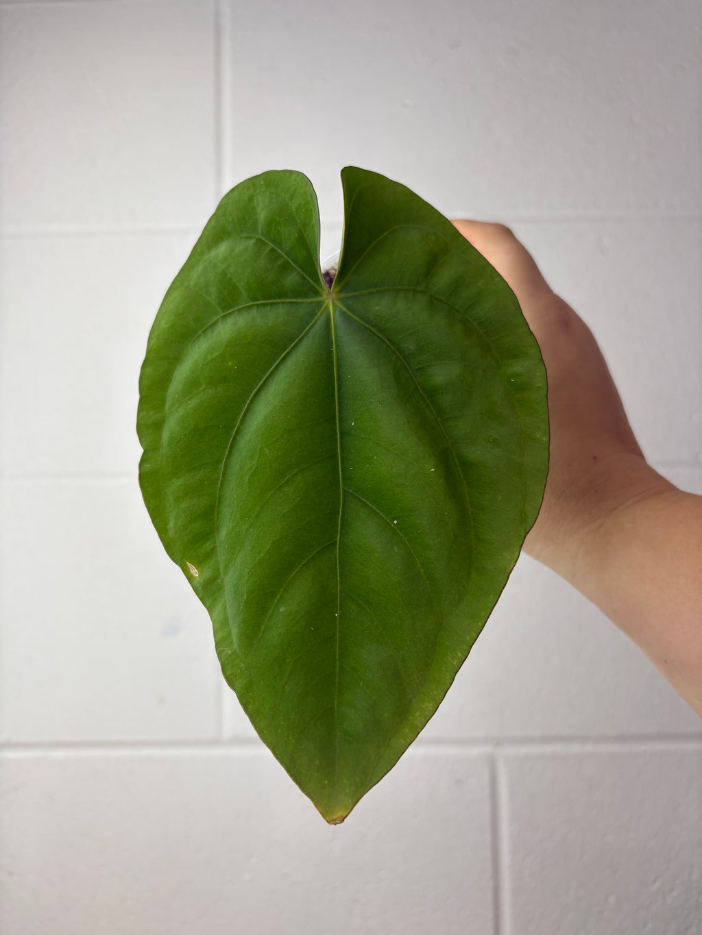 B59-1248-anthurium dressleri