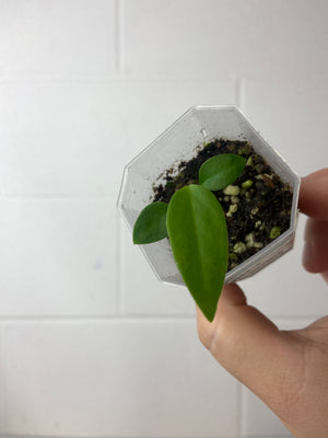 B8-9390- anthurium pallidiflorum seedling