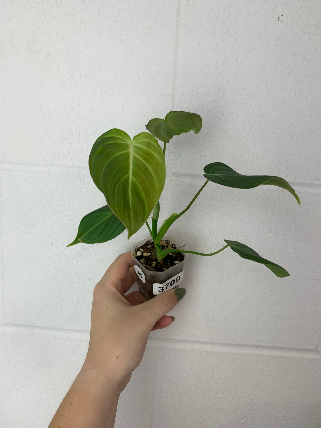 B78-3709- philodendron glorious