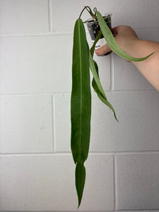 B60-1283-anthurium pallidiflorum