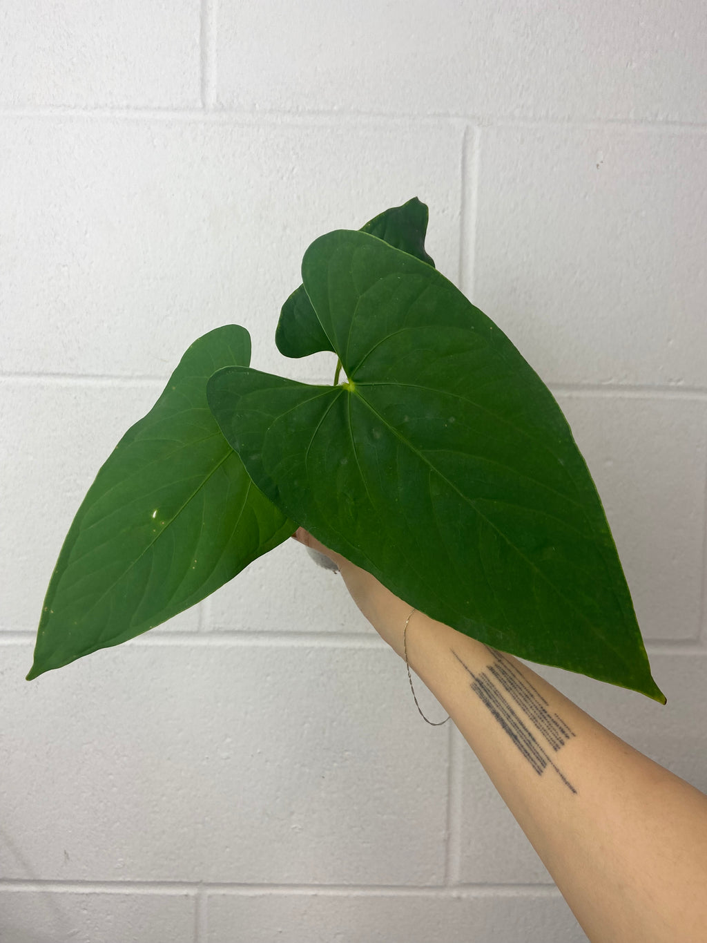 B23-0792-anthurium sp tiwintza velvet