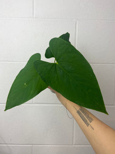 B23-0792-anthurium sp tiwintza velvet