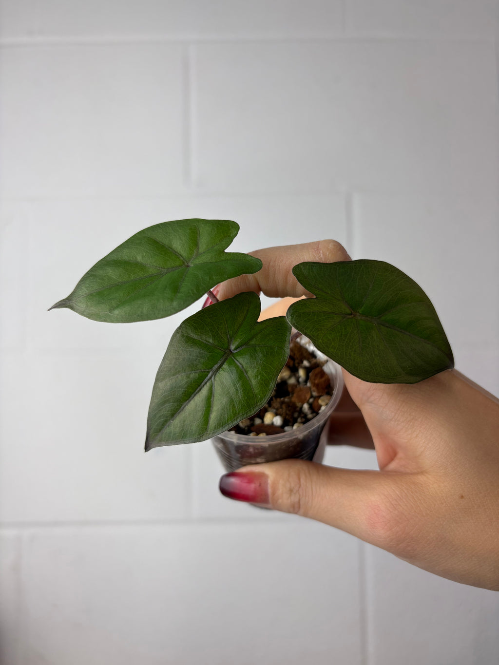 B91-1546- alocasia Yucatan Princess