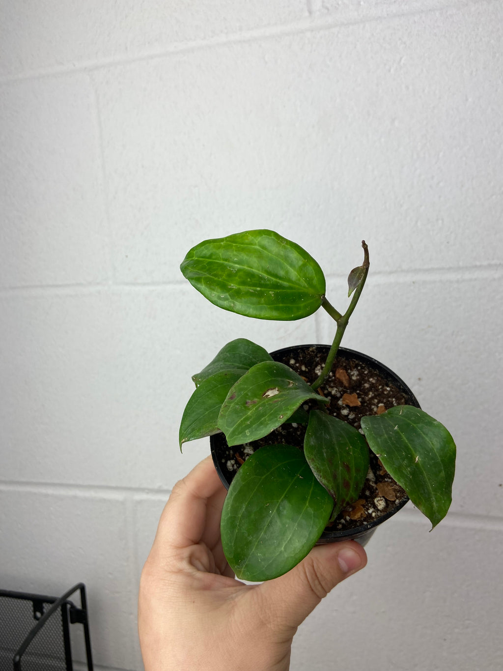 FS- 9007- Hoya merrilli