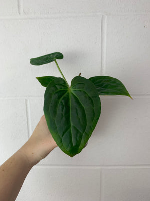 FS-3106- anthurium Crystal hope x luxurians