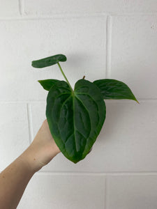 FS-3106- anthurium Crystal hope x luxurians