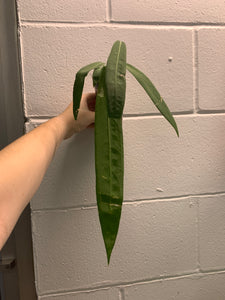 B33- 4036- Anthurium pallidiflorum