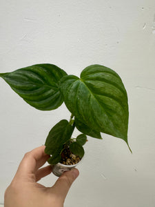 B68-3244- philodendron majestic