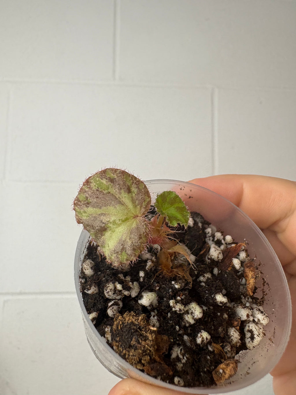 B92–1505- begonia silver splash