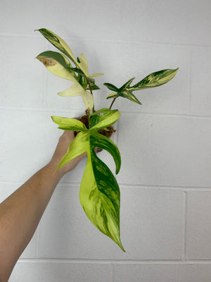 B82- 3961- philodendron Florida beauty