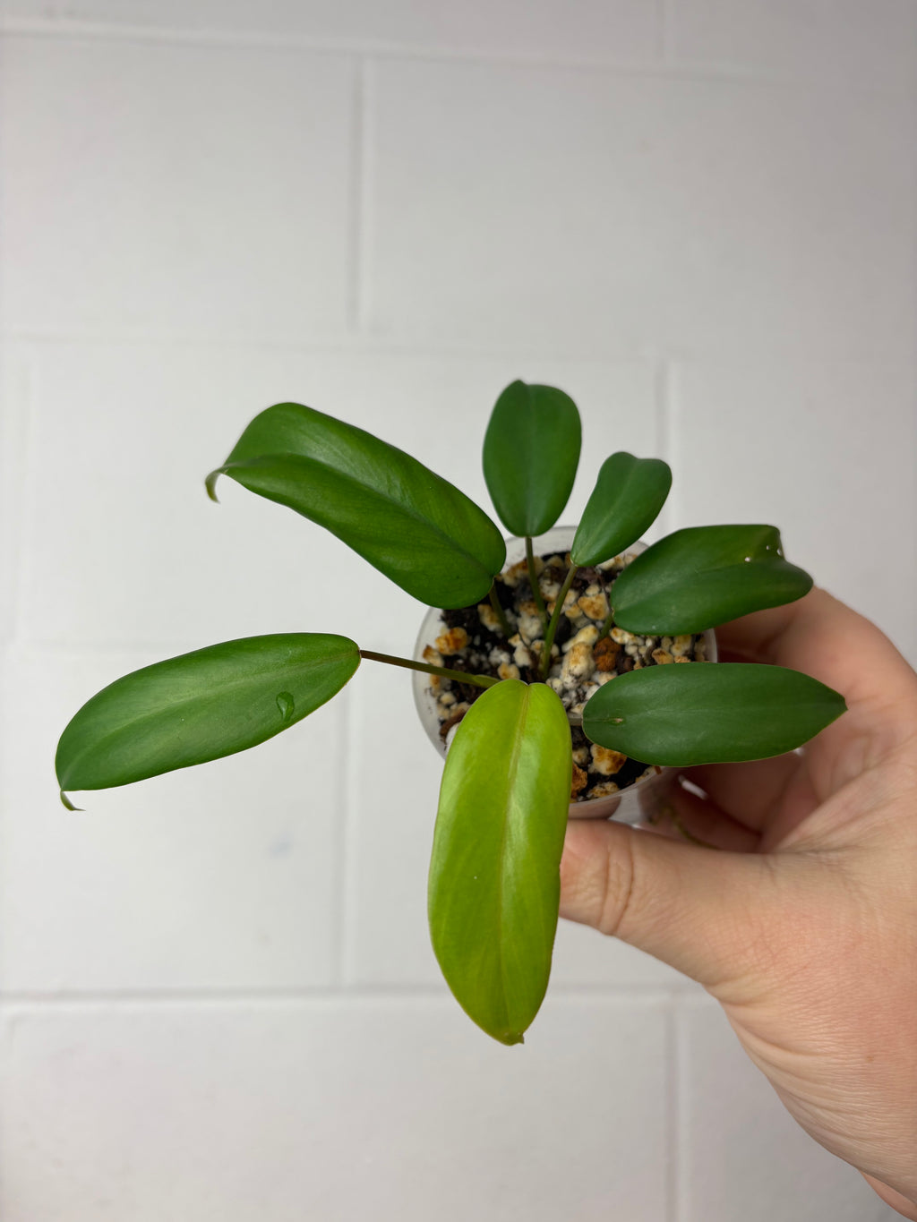 B87-1495- philodendron Florida green