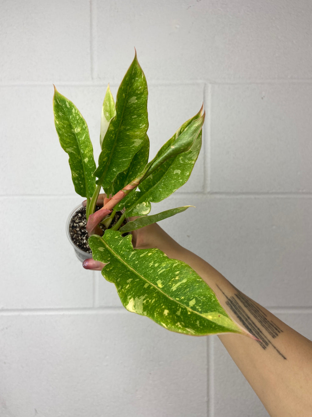 B55-6289- philodendron ring of fire