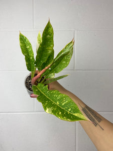 B55-6289- philodendron ring of fire