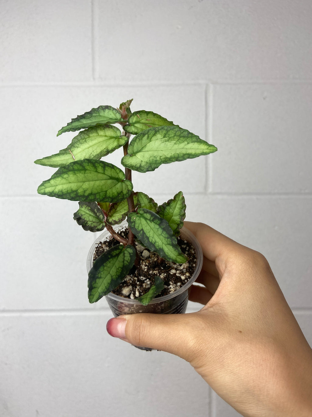 B54-6269- pellonia repens